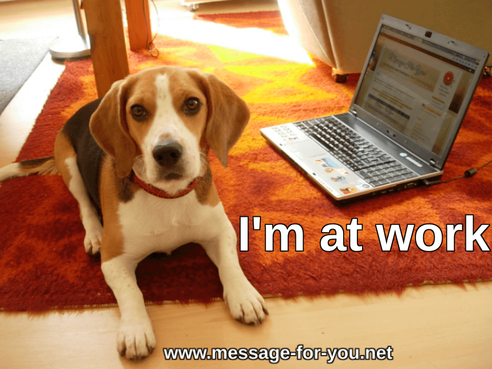 Beagle Dog Im at work