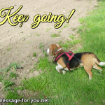 Beagle Dog Keep Going