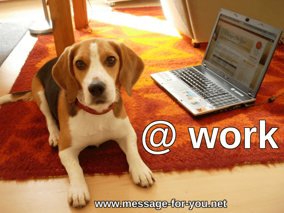 Beagle Dog at @ work