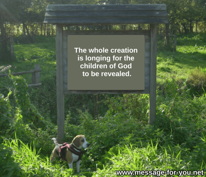 The whole creation is longing