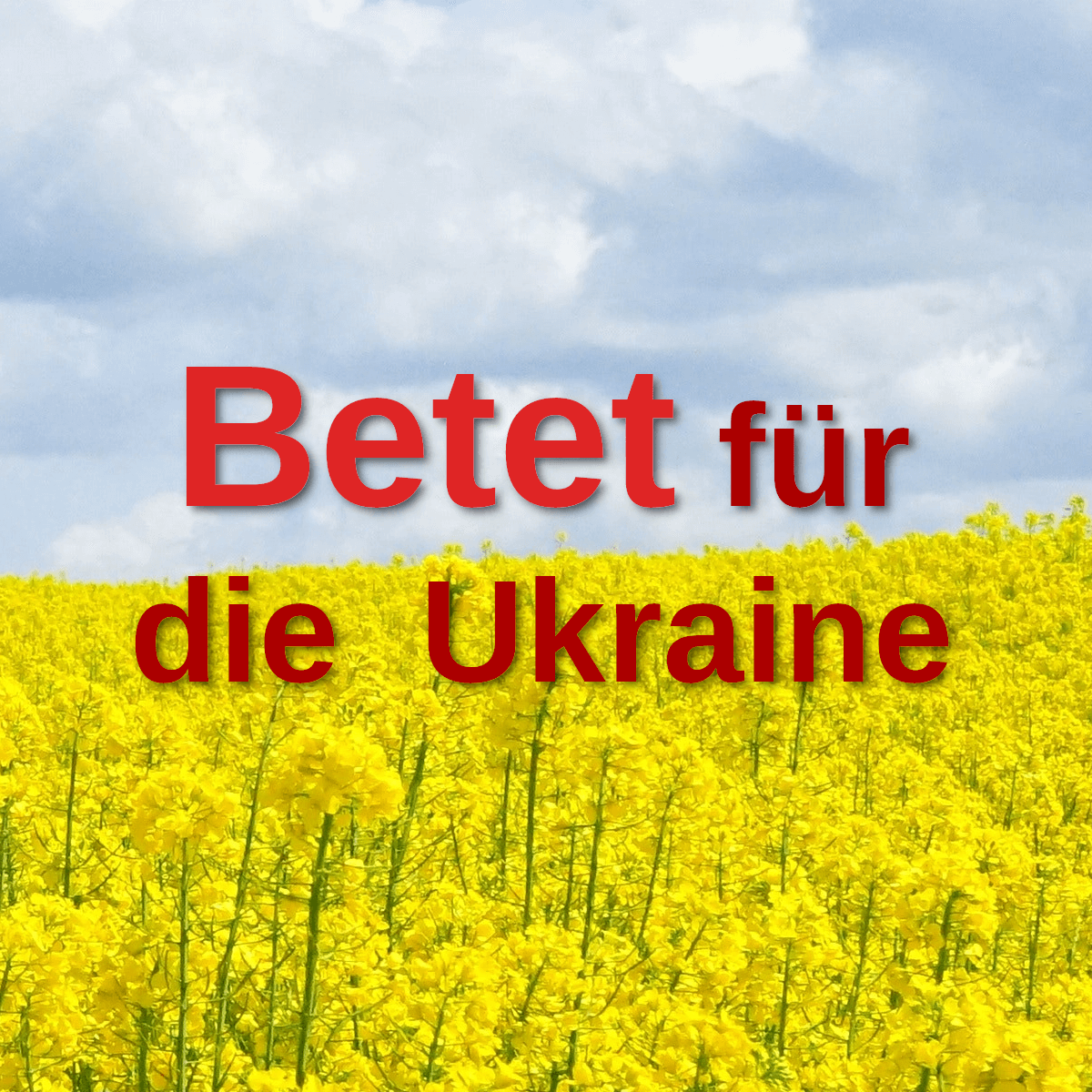 Blauer Himmel über gelben Rapsfeld mit Text - Betet für die Ukraine