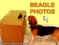 Beagle Dog examining a camera and text BEAGLE PHOTOS