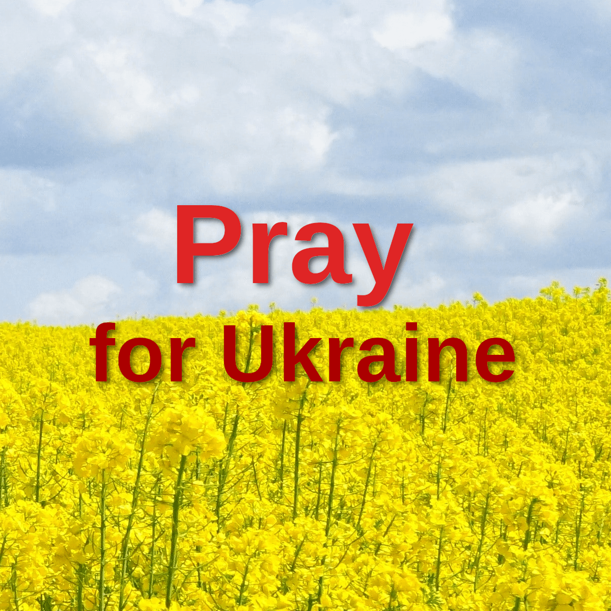 Blue Sky above yellow rapeseed fields and text - Pray for Ukraine